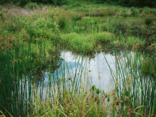 View of wetland up close